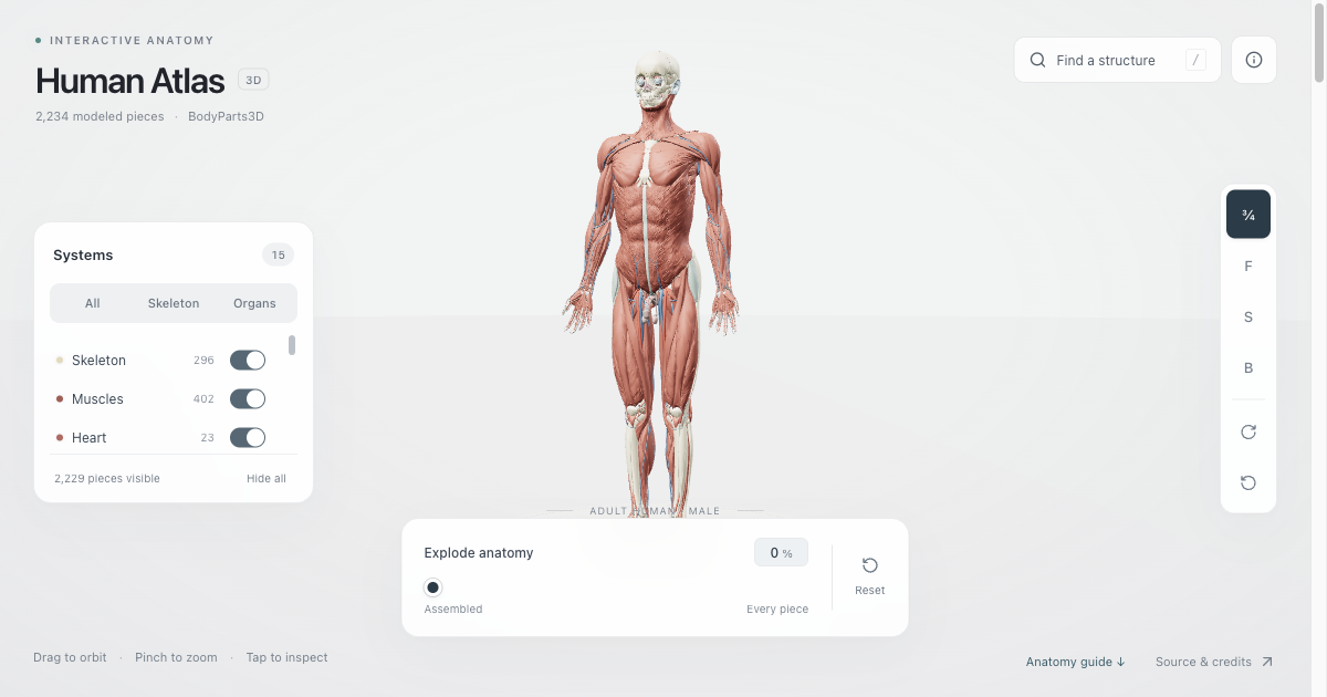 Interactive adult male anatomy model with system layer switches, camera controls, and an explosion slider